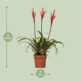 Vriesea Elan Tuft - Ø12cm - ↕55cm