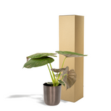 ALOCASIA WENII - Ø19cm - ↕65cm + Pot Mayk Lead