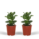 Clusia Princess (arbre signature) - 2 pièces - Ø12cm - ↕15cm