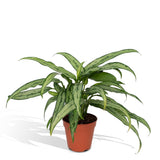 Aglaonema Cutlass - Ø12cm -↕30cm