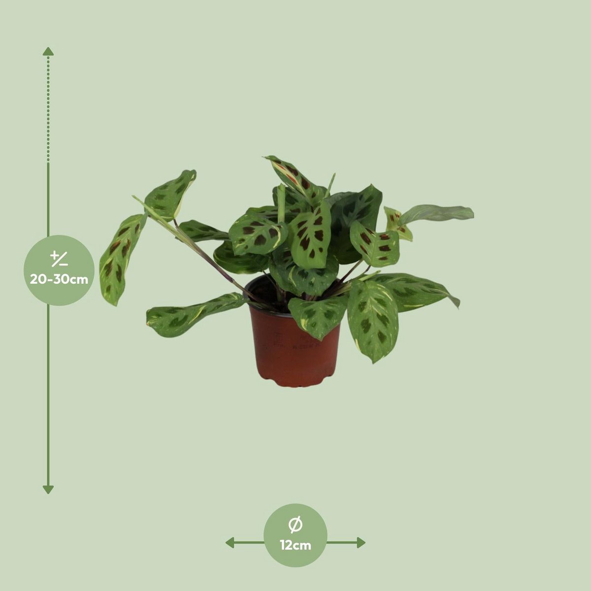 Plante Maranta Leuconeura variée 12 cm