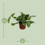 Plante Maranta Leuconeura variée 12 cm