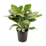 Plante artificielle Aglaonema vert marbré argenté - Ø24 cm - 70 cm