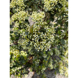 Viburnum 'Fairy Stars' - Ø13cm - ↕20cm