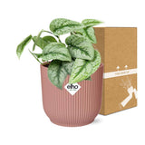 Plante Scindapsus peint « Trebie » en pot rose 14 cm