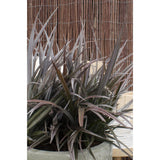 Astelia 'Red Shadow' en pot 19 cm cuivre rouge