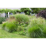 Plante artificielle Miscanthus sinensis naturel