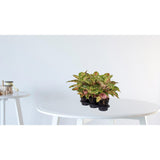 Aglaonema Coco Melon - Ø19cm - ↕60cm