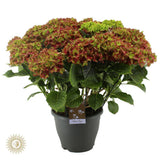 Hortengea Schloss Wackerbarth (Hortensia) - Ø23 cm - ↕50cm