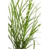 Miscanthus sinensis Strress - Ø 23. - ↕60cm - Ø19 - ↨50cm
