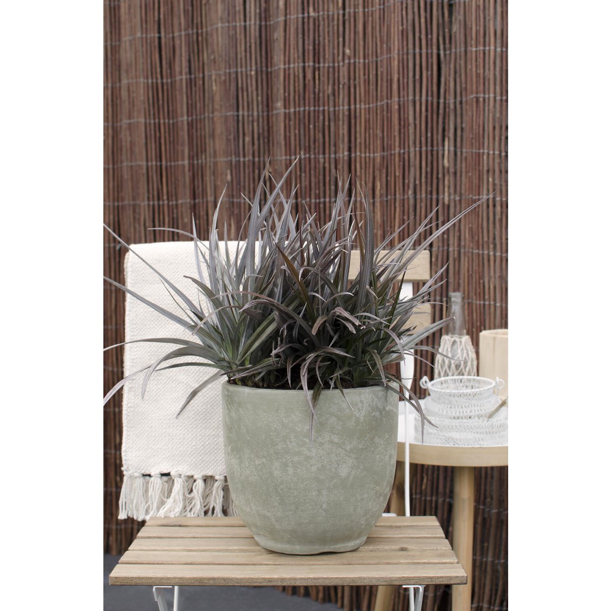 Astelia 'Red Shadow' en pot 19 cm cuivre rouge