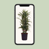 Plante artificielle dracaena Warneckei Ø27 cm