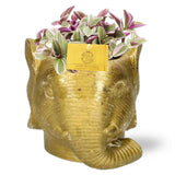 Tradescantia Sweetness - Ø10.5cm - ↕10cm + planter Elephant D11 / 12x10cm - or