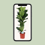 Ficus lyrata - Ø21cm - ↕90cm