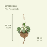 2x cocode piles peperomodes - Pannecoen Splant - 20 cm - Ø15