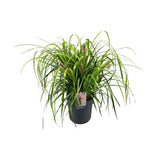 Billbergia Tears of Joy - 2424 cm - ↕70cm