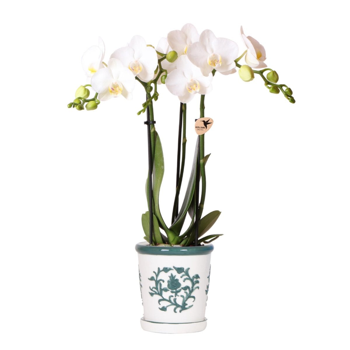 Orchidée blanche Amabilis avec pot décoratif Malaga vert, vue d'ensemble