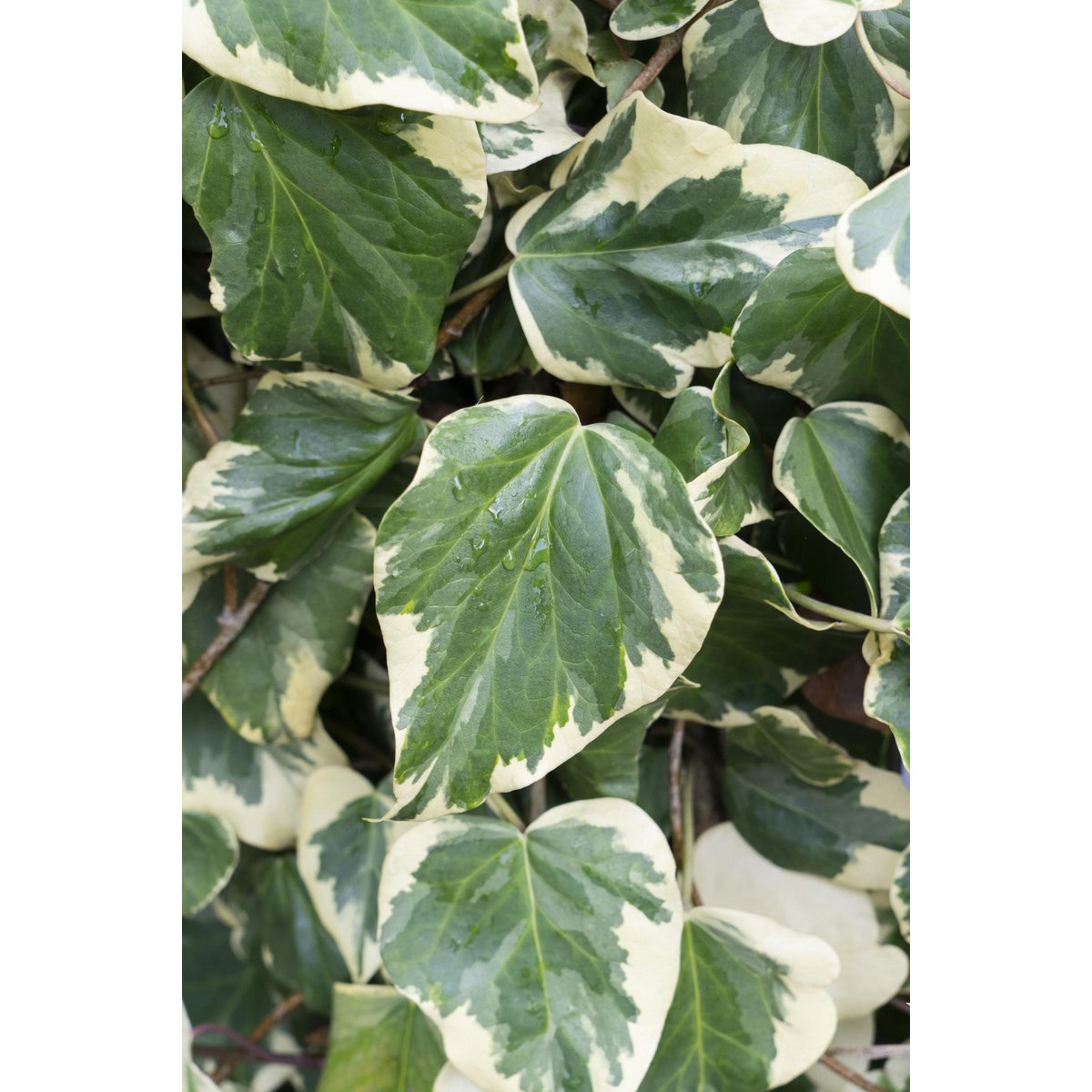 Détail des feuilles dentelées de l'Hedera Colchica 'Dentata Variegata'