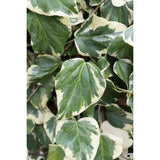 Détail des feuilles dentelées de l'Hedera Colchica 'Dentata Variegata'
