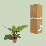 Philodendron Imperial vert en pot 17 cm