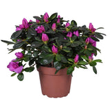 Azalea Renato violet dans un pot élégant, 13cm de diamètre