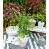 Acer Palm. 'Dissectum' - Ø19cm - ↕40cm