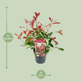 Photinia Fras. 'Marbre rose' - Ø19cm - ↕30cm