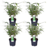 4x Fargesia Rufa - ↨40cm - Ø14
