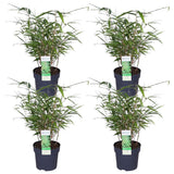 4x Fargesia Rufa - ↨40cm - Ø14
