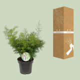 Asperges cwebe - Ø12cm - ↕30cm