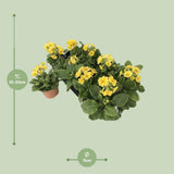 Primula Lemon officinalis lookandtaste - Ø11cm - ↕18cm