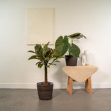 Ficus Elastica Melany - ↨85cm - Ø21cm + Alocasia WentIi - ↨60cm - Ø19cm