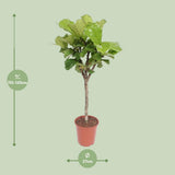 Ficus lyrata - Ø27cm - ↕120cm