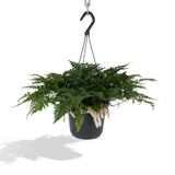 Fougère patte de lièvre Ø17 cm hauteur 20 cm