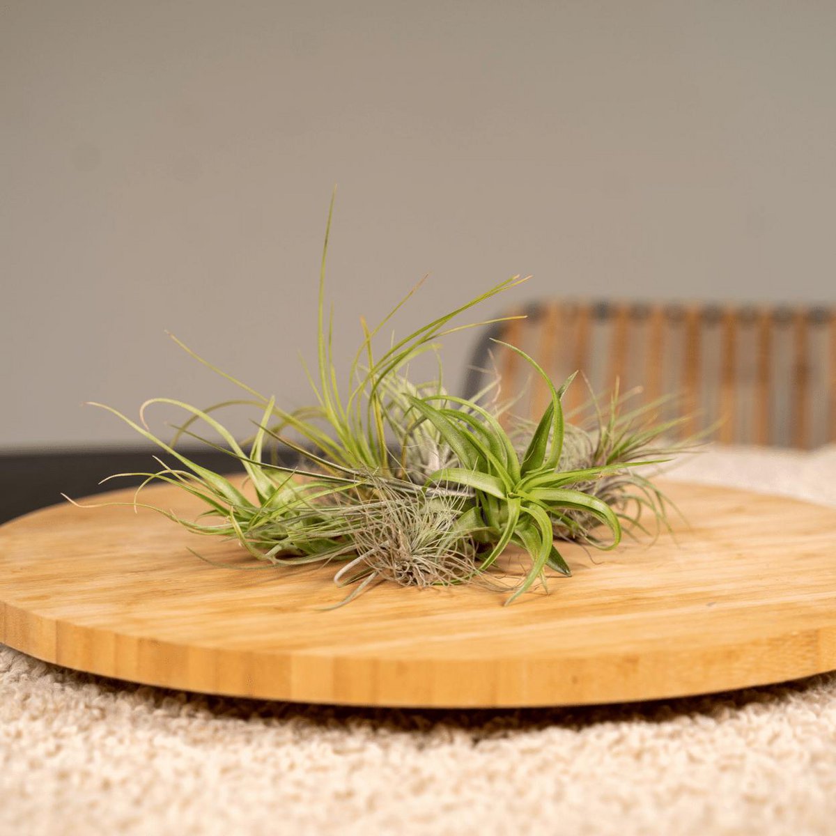 Tillandsia Air mix - 20 pièces de plantes aériennes élégantes