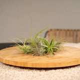 Tillandsia Air mix - 20 pièces de plantes aériennes élégantes