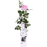 Plante Rosa Crazy in Love rose - Ø15 cm - 65 cm