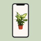 Dieffenbachia Camilla - Ø12cm - ↕35cm