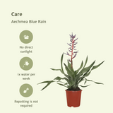 Lot de 2 plantes Aechmea Blue Rain diamètre 12 cm hauteur 45 cm