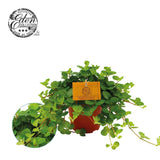 Peperomia Rotundifolia - Ø12cm - ↕20cm