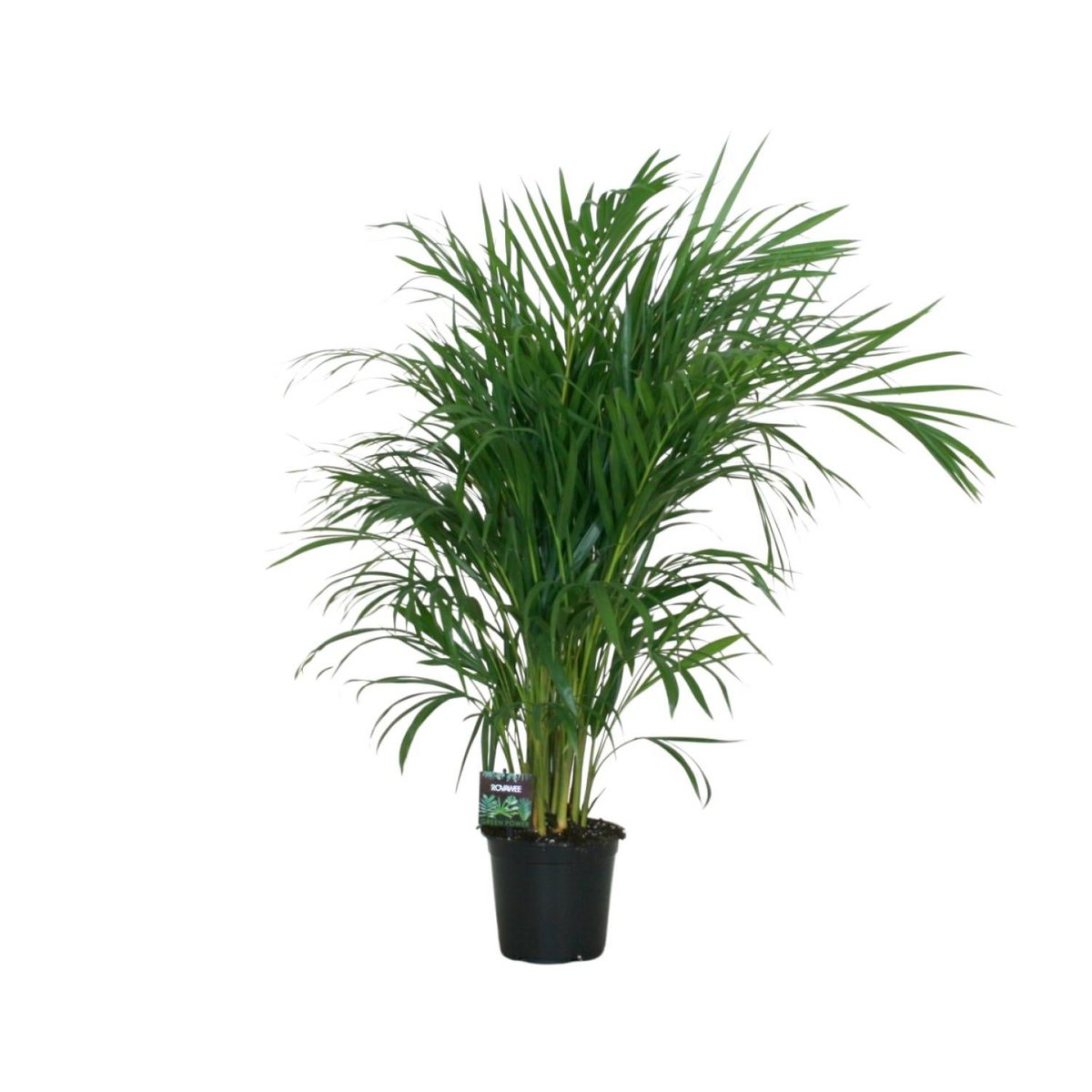 Vue rapprochée des tiges élancées du Dypsis Lutescens