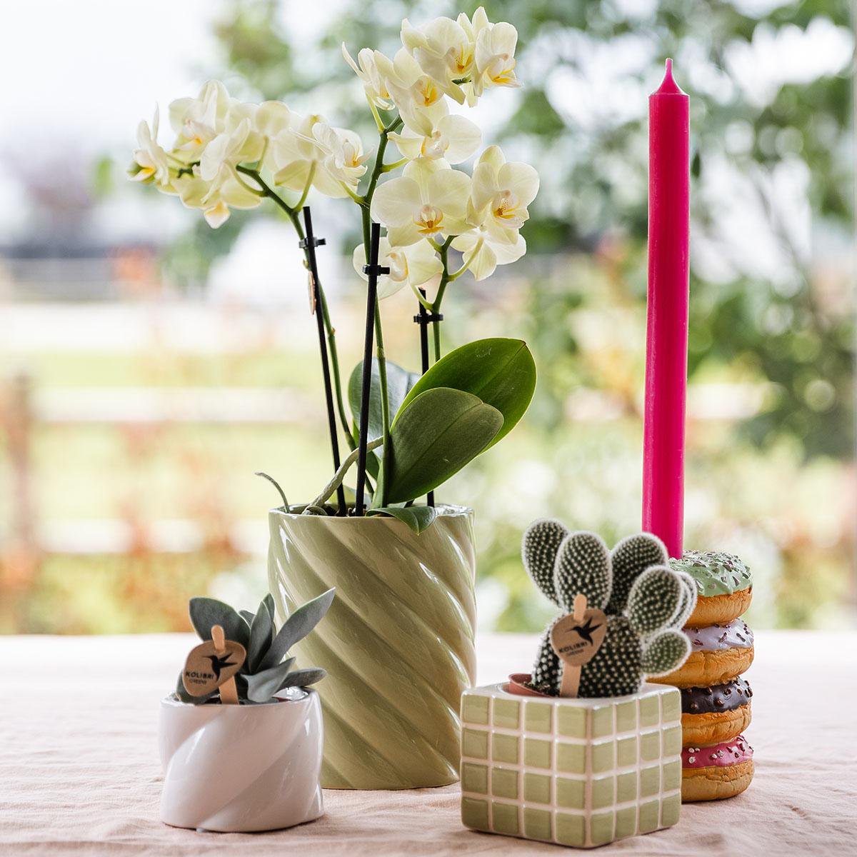Maison Colibri | Pot décoratif de bonbons | Haut - Vert - Ø9cm