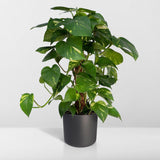 Bâton de mousse Epipremnum Aureum - Lierre dragon - ø15cm - ↕60cm