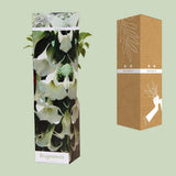 Plante Brugmansia blanche en pot