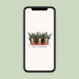 Sansevieria Diamond verte en pot 14 cm