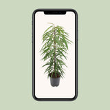 Ficus binnendijkii alii - Ø21cm - ↕80cm