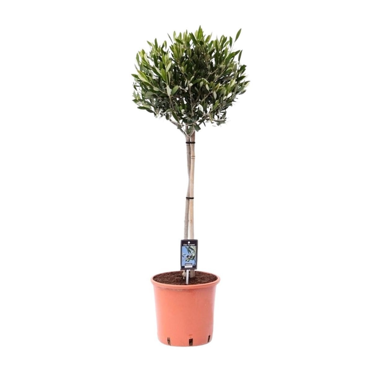 Olea Olive - Plante élégante avec feuilles brillantes