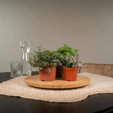 Mélange de succulentes - 9 pièces - ø8,5cm - ↕10cm