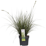 Carex Brunnea 'variata' - Ø14cm - ↕30cm