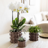 Lot de 3 cache-pots en coton marron